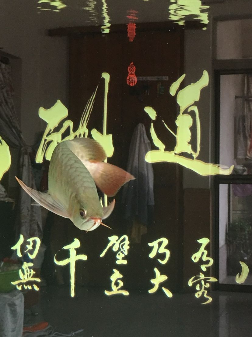 文山壯族苗族自治州水族館換水之后拍一下 斑馬鴨嘴魚(yú)苗 第4張