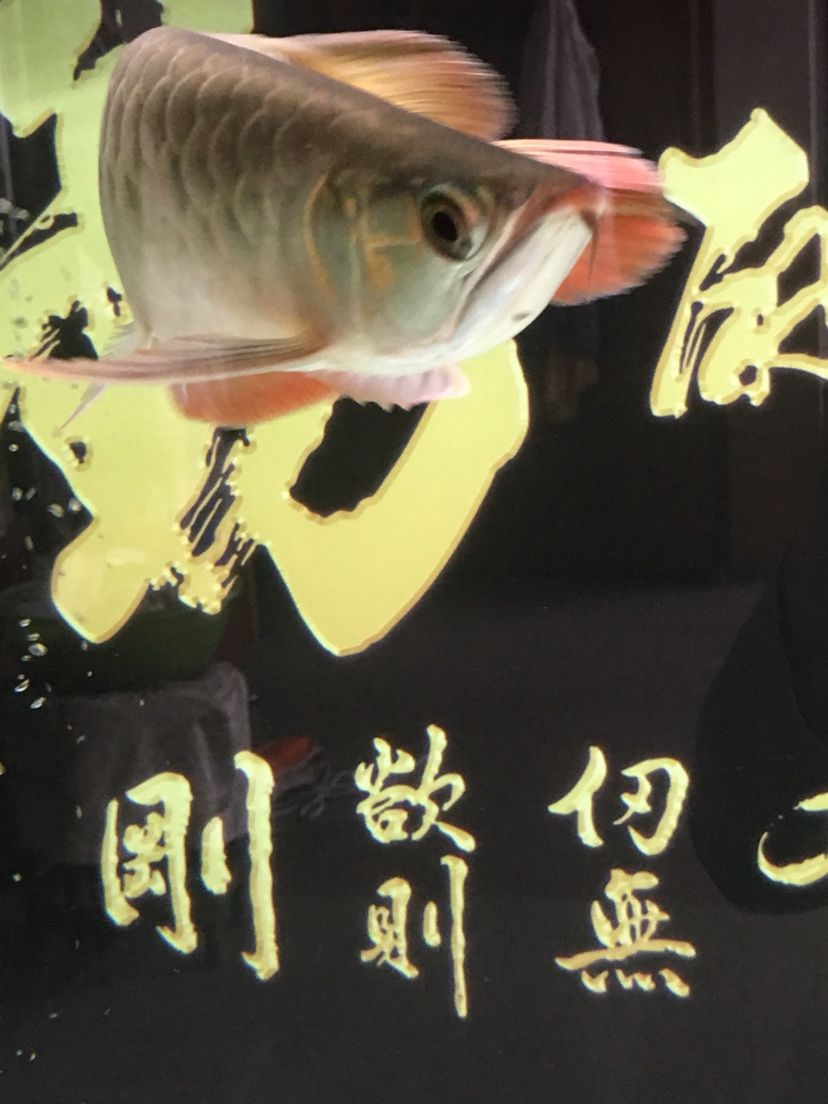 文山壯族苗族自治州水族館換水之后拍一下 斑馬鴨嘴魚(yú)苗 第6張