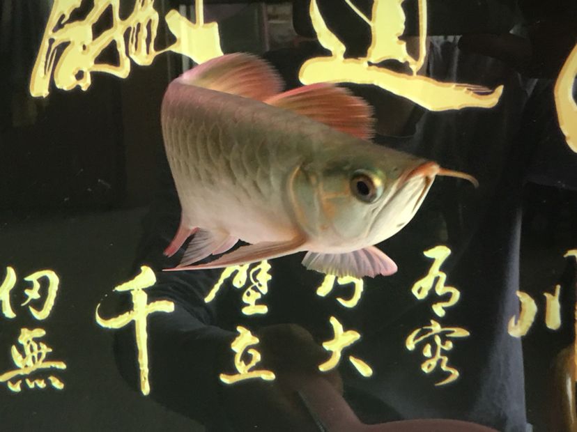 文山壯族苗族自治州水族館換水之后拍一下 斑馬鴨嘴魚(yú)苗 第7張