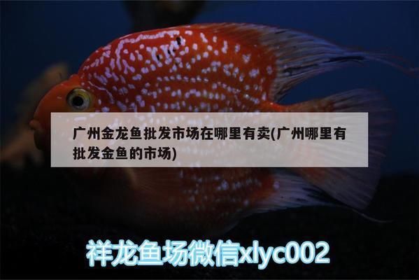 廣州哪里批發(fā)金龍魚（金龍魚批發(fā)市場營業(yè)時(shí)間） 龍魚百科 第2張