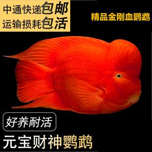 養(yǎng)魚從來沒被超越過