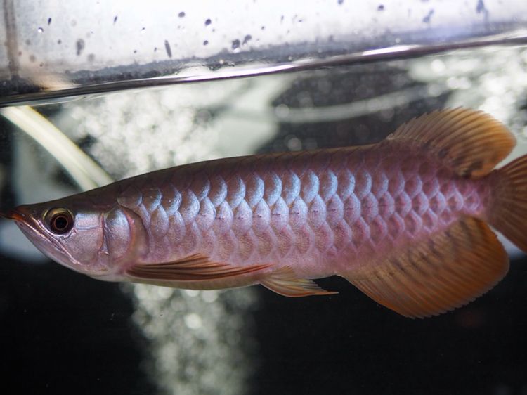 一魚一世界養(yǎng)魚養(yǎng)心 大白鯊魚苗 第4張