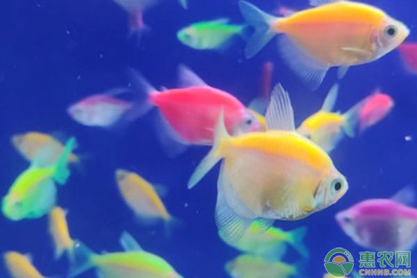 大同市城區(qū)夢之島水族館（大同城區(qū)夢之島水族館） 全國觀賞魚市場