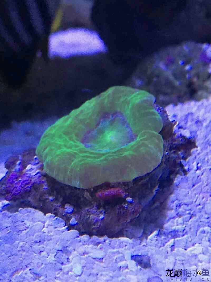 廊坊水族館好久沒有照片 紅白錦鯉魚 第8張