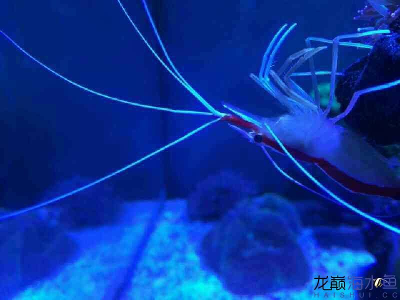 廊坊水族館好久沒有照片 紅白錦鯉魚 第5張