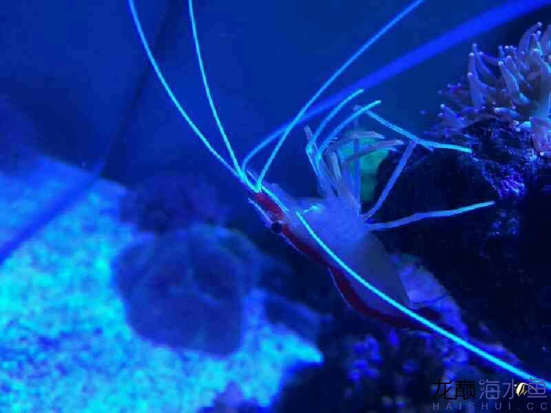 廊坊水族館好久沒有照片 紅白錦鯉魚 第6張