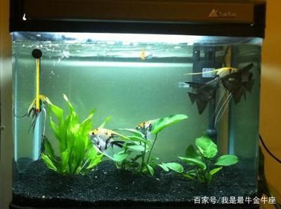 魚(yú)缸不換水可以放鹽嗎（如何判斷魚(yú)缸不換水的其他處理方法） 龍魚(yú)百科 第4張