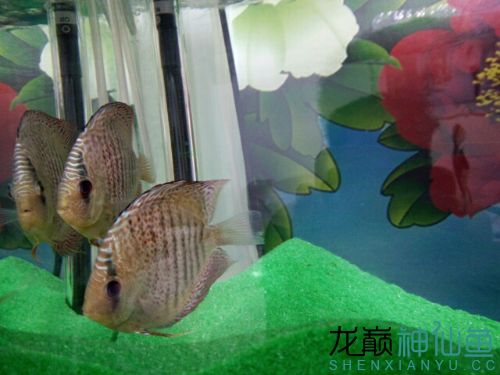 剛買了兩條彩 七紋巨鯉魚 第2張