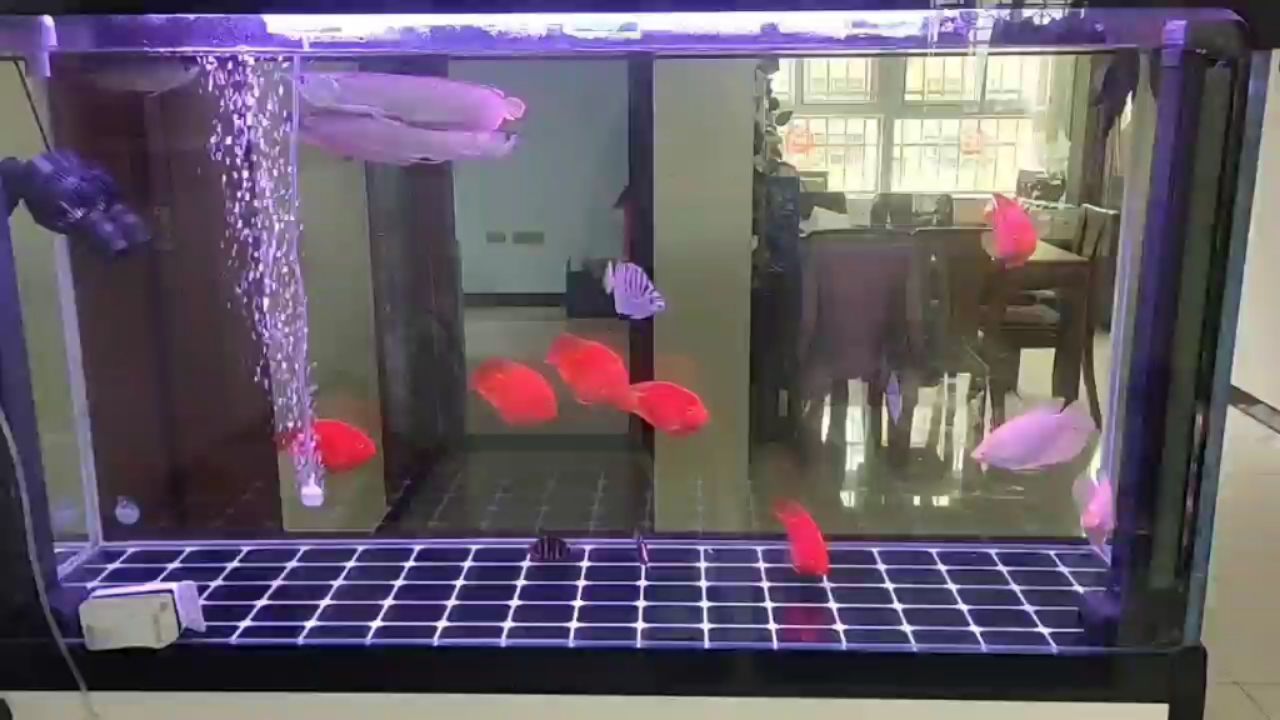 欽州水族館虎魚開食比容易呀