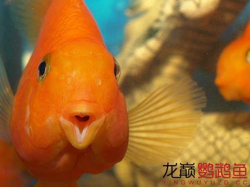 揚(yáng)州觀賞魚市場(chǎng)你嘟嘴賣萌給誰看