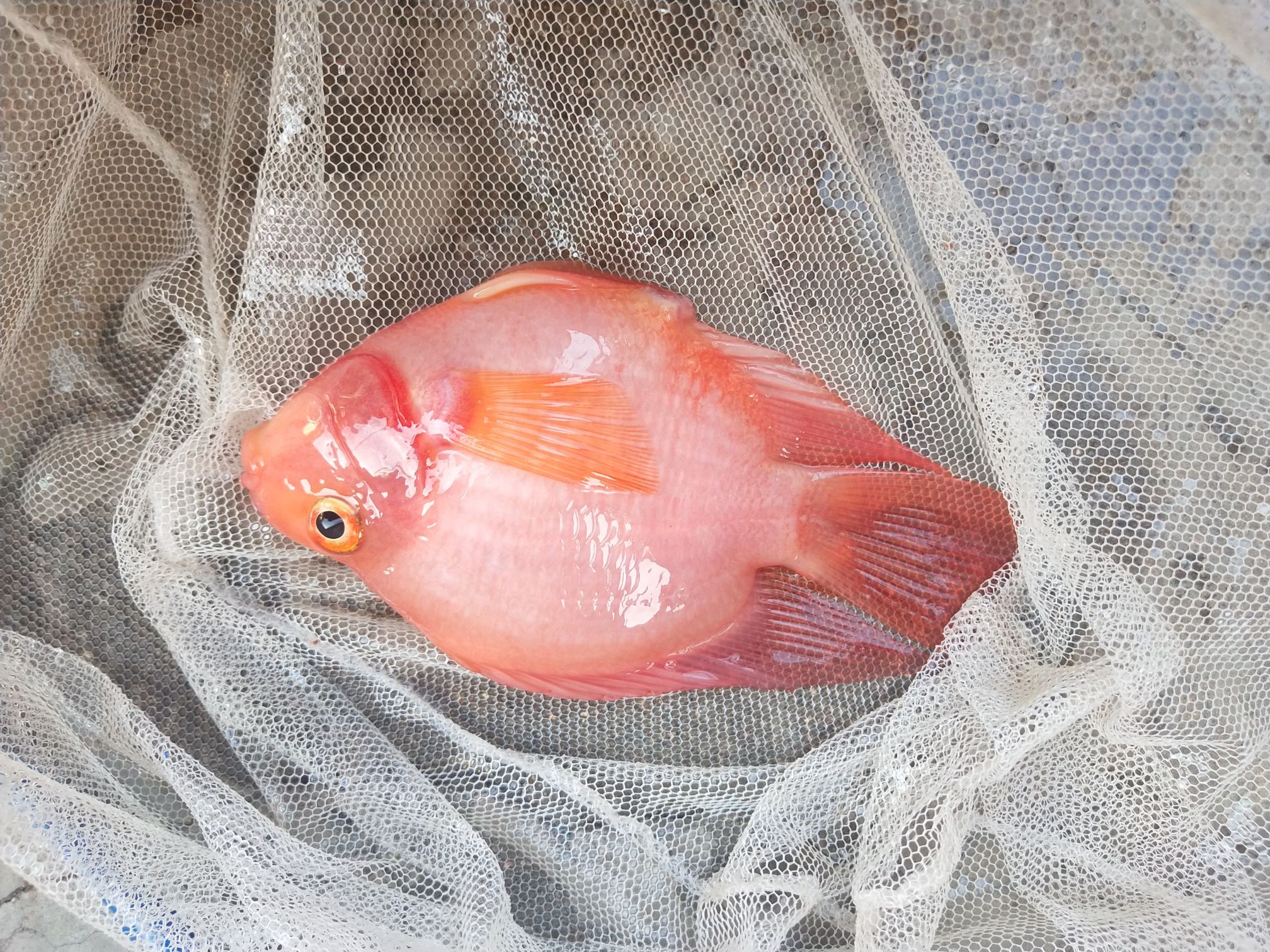 哭死 鴨嘴鯊魚 第4張