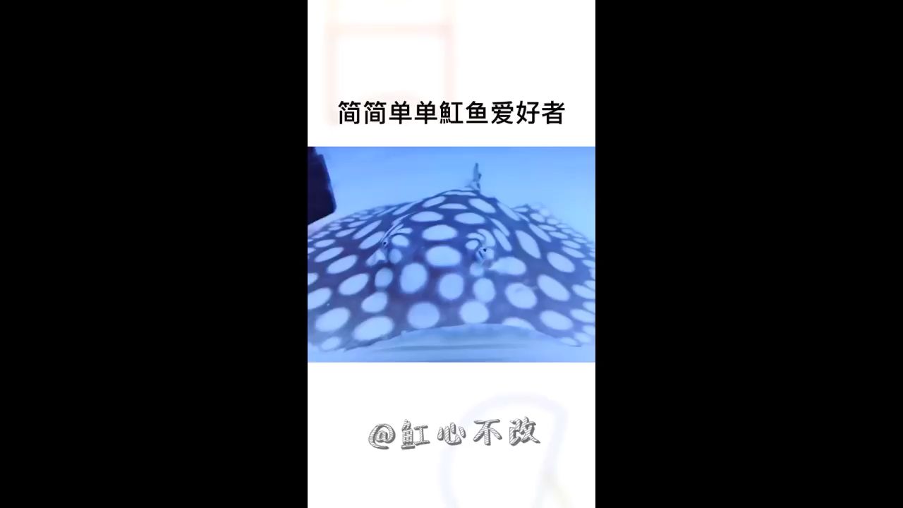 濱州水族館養(yǎng)魟之人就是我 圣菲埃及魚 第2張