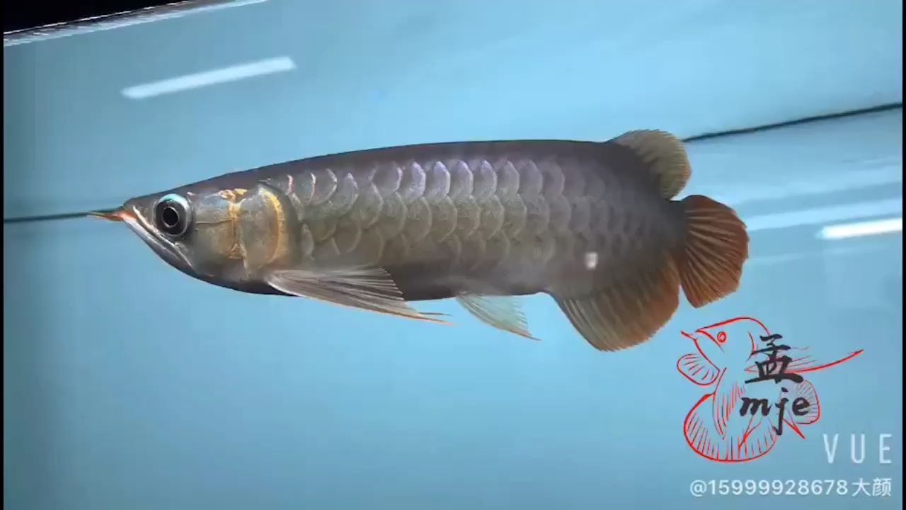 Mungil？紅外F1紅色首選 圣菲埃及魚