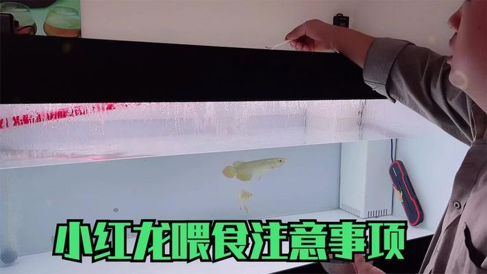 紅龍魚到家?guī)滋煳故常ㄈ绾闻袛嗉t龍魚適應(yīng)新環(huán)境，紅龍魚喂食最佳時間段） 龍魚百科 第2張