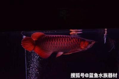 紅龍魚到家?guī)滋煳故常ㄈ绾闻袛嗉t龍魚適應(yīng)新環(huán)境，紅龍魚喂食最佳時間段） 龍魚百科 第3張