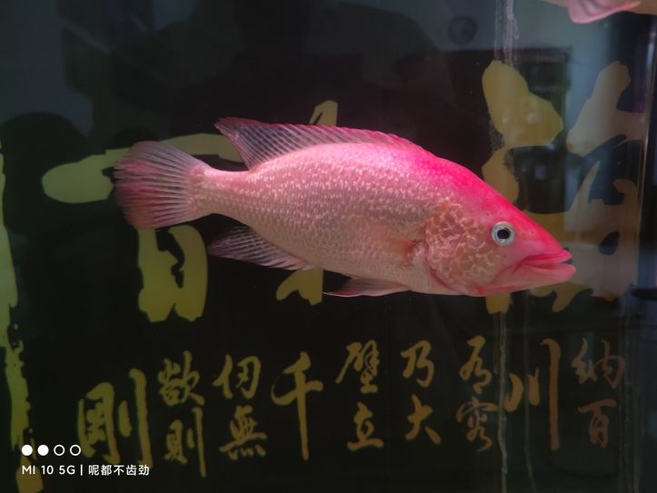 這是啥魚？（大神們都不齒勁評(píng)論：這條魚長大了，老打金龍，想把它清出去） 觀賞魚論壇