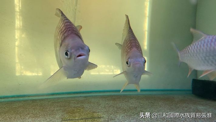 檸檬鯽（檸檬鯽在水族市場(chǎng)上有一定的需求，在高端水族市場(chǎng)上有一定的需求）