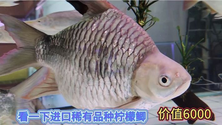 檸檬鯽（檸檬鯽在水族市場(chǎng)上有一定的需求，在高端水族市場(chǎng)上有一定的需求） 龍魚百科 第4張