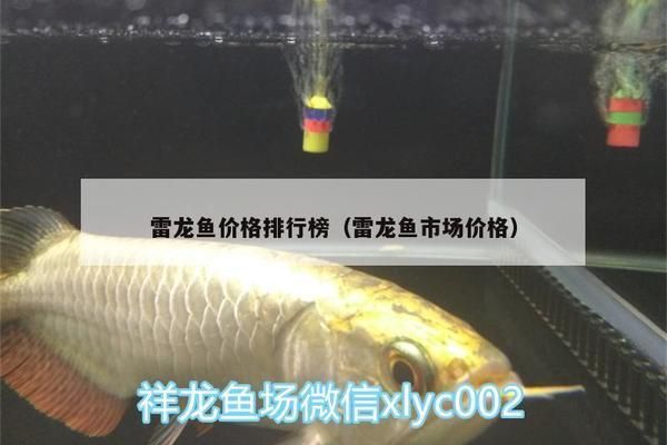 各種雷龍魚價(jià)格（各種雷龍魚的價(jià)格信息） 龍魚百科 第2張