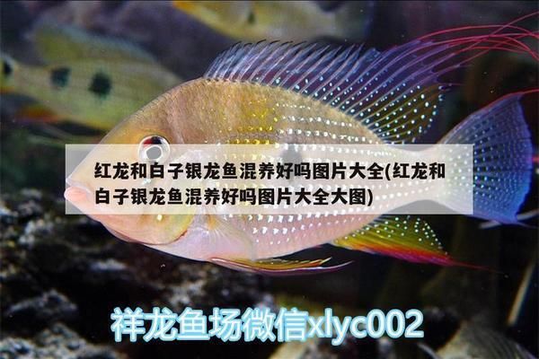 紅龍和白子銀龍魚混養(yǎng)可以嗎（紅龍和白子銀龍魚混養(yǎng)在理論上是可行的） 龍魚百科 第2張