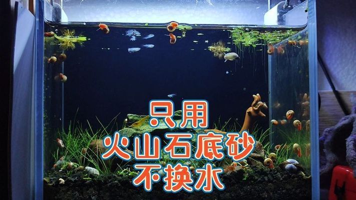 魚缸養(yǎng)魚不用換水嗎視頻（魚缸養(yǎng)魚需要定期換水嗎？） 龍魚百科 第4張