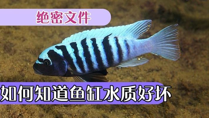 金龍魚(yú)產(chǎn)品銷售渠道（-金龍魚(yú)產(chǎn)品在哪些電商平臺(tái)上銷售） 水族問(wèn)答