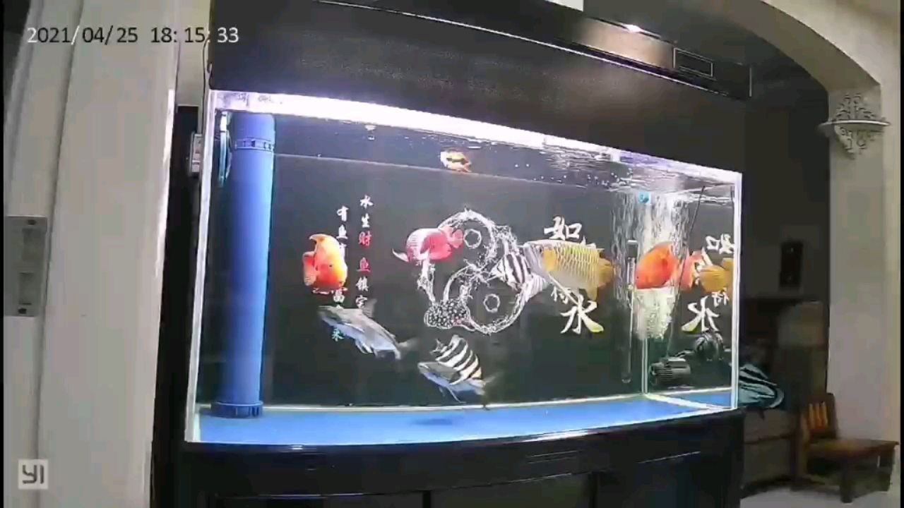 貼上背景第一天記錄下 銀河星鉆魚(yú) 第1張