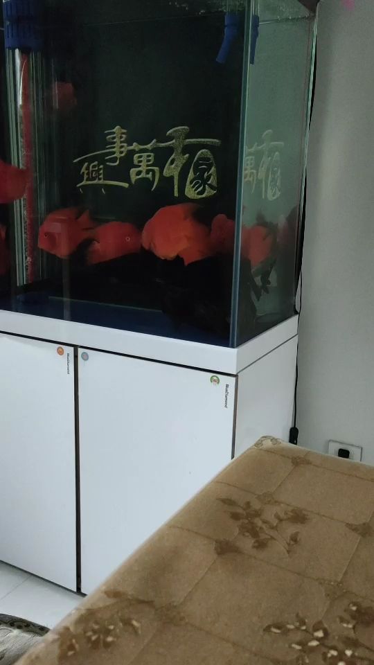 黔南布依族苗族自治州觀賞魚市場真豪橫啊