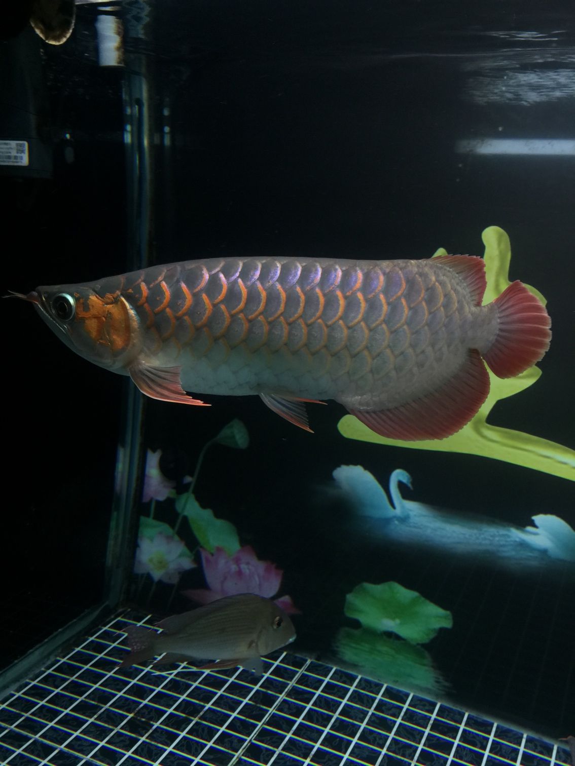 海北藏族自治州觀賞魚市場1號紅龍4129成長記錄