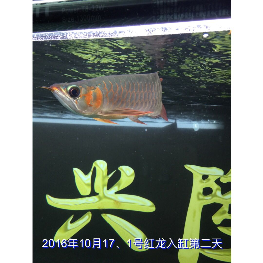 海北藏族自治州觀賞魚市場1號紅龍4129成長記錄