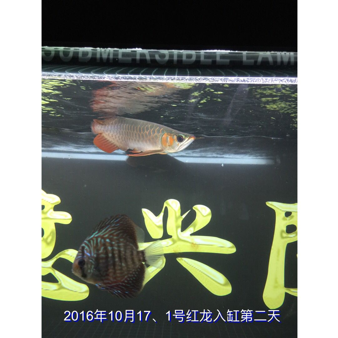 海北藏族自治州觀賞魚市場1號紅龍4129成長記錄