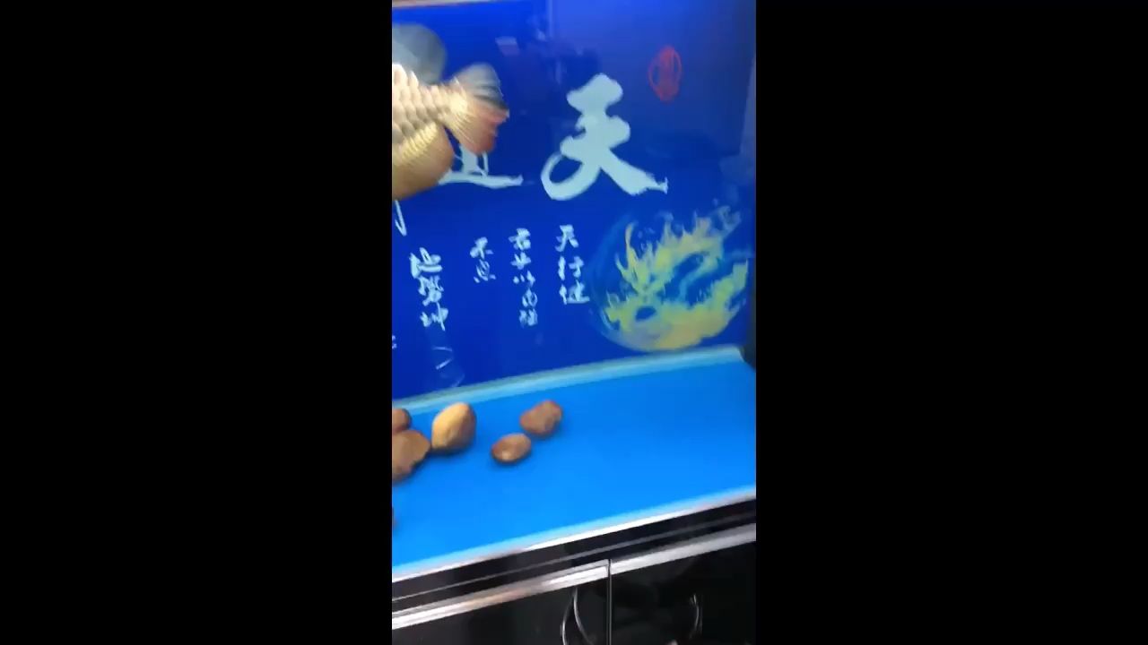 平頂山水族館謝謝觀賞 細(xì)線銀版魚 第2張