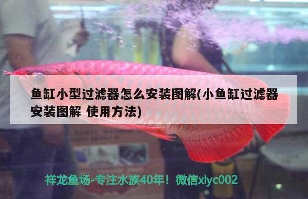 小魚缸過濾器安裝方法（如何選擇適合的小魚缸過濾器） 龍魚百科 第4張