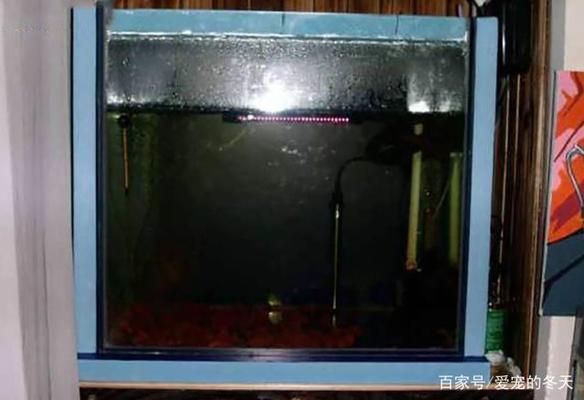 金龍魚產(chǎn)品創(chuàng)新案例（金龍魚在推出新口味油品時(shí)是如何確保其市場接受度的） 水族問答