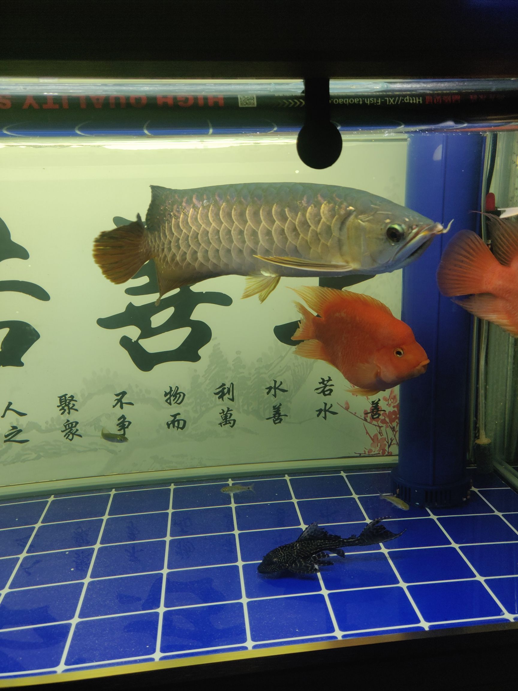 賀州水族館不求品種如何如何 麥肯斯銀版魚 第3張