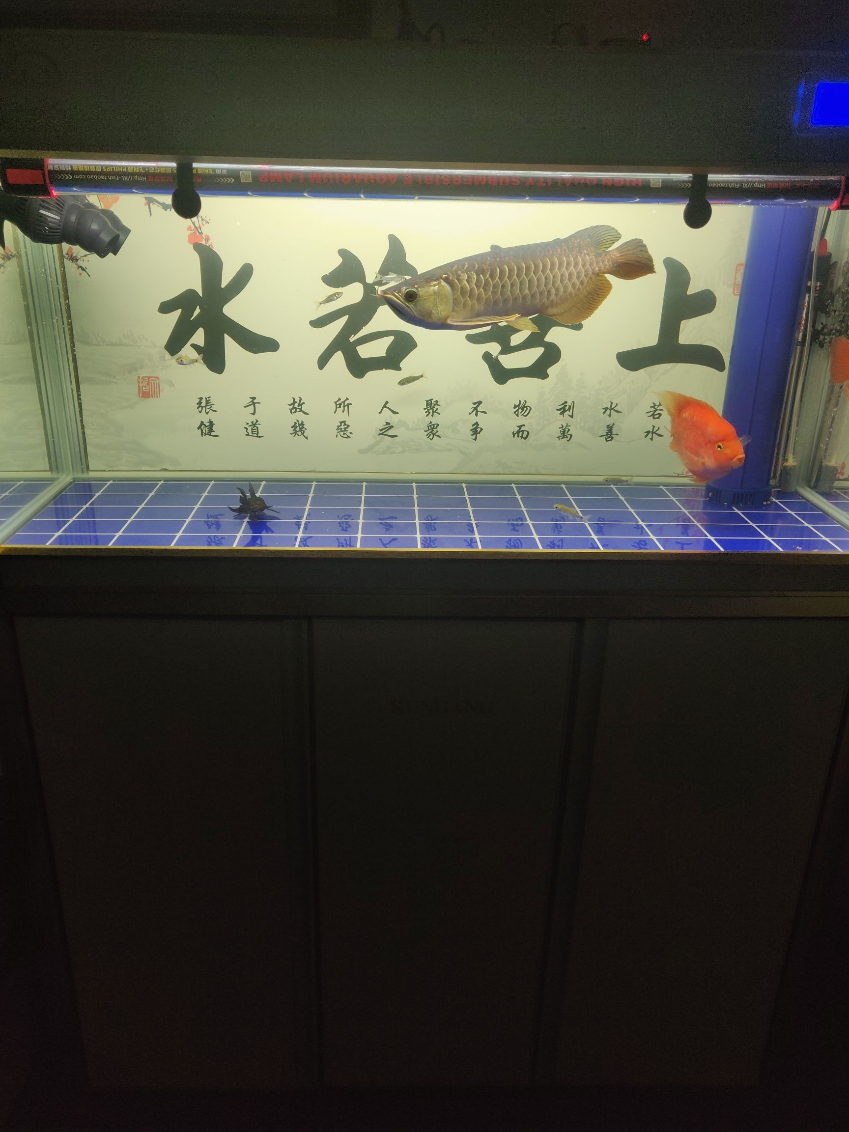 賀州水族館不求品種如何如何 麥肯斯銀版魚 第7張