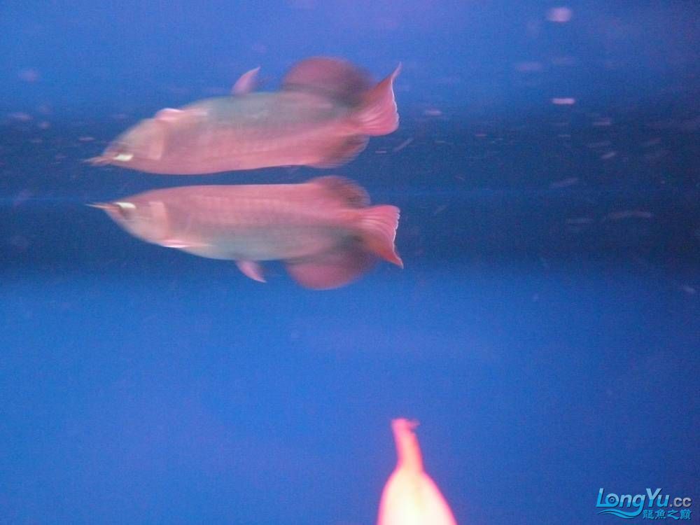 荊州水族館看看我的龍魚 B級過背金龍魚 第6張