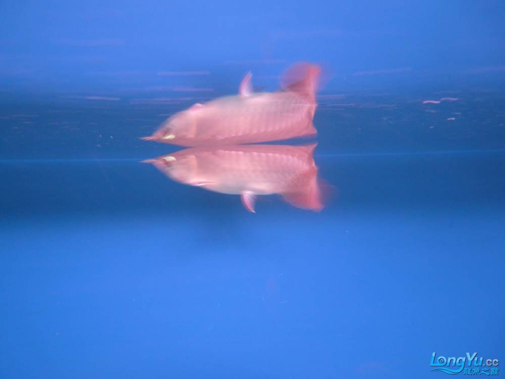 荊州水族館看看我的龍魚