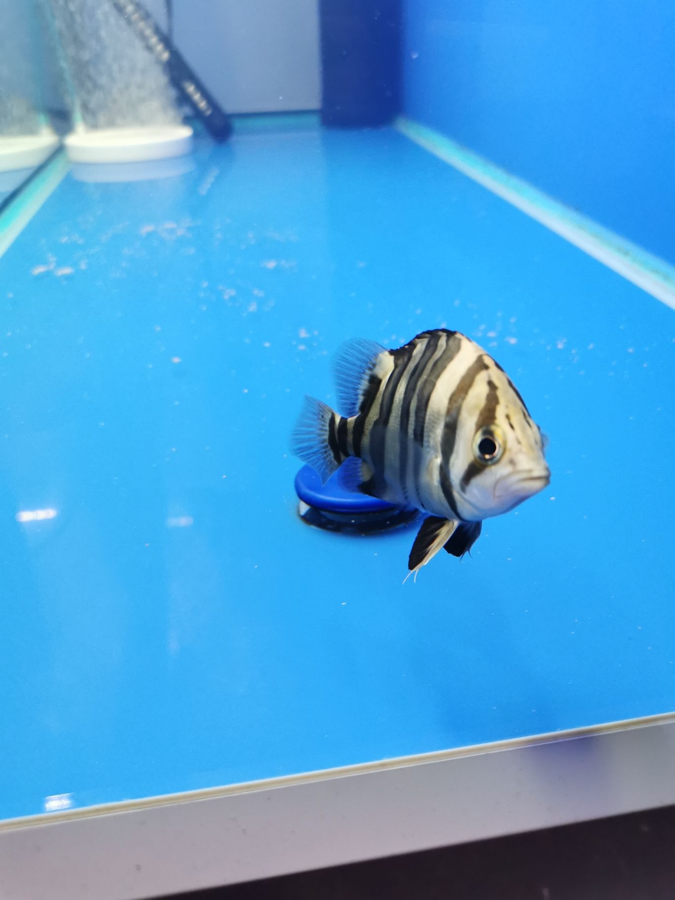 日喀則水族館瞅啥 黑桃A魚苗 第3張