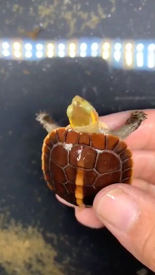 嘉峪關(guān)水族館這精致的小龜龜