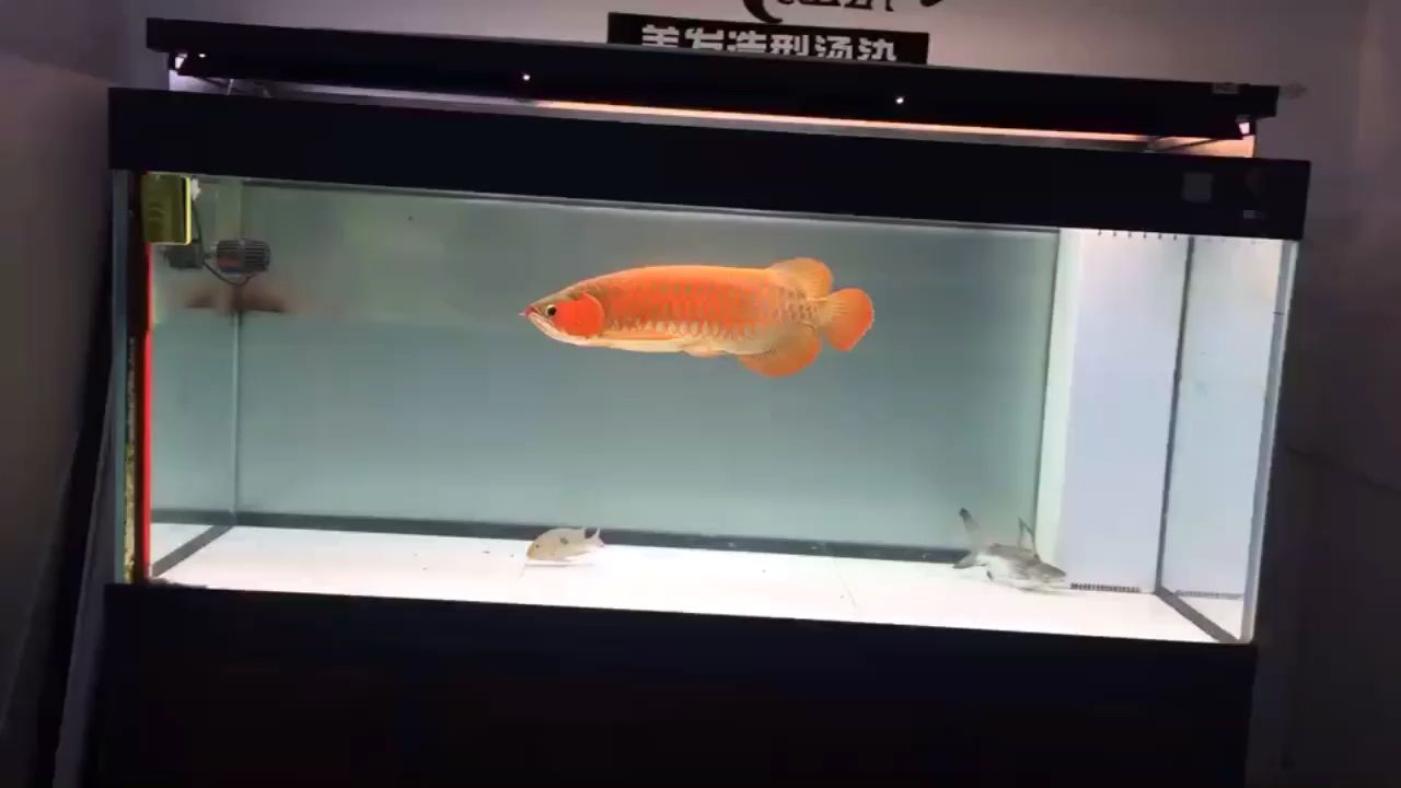 四平水族館現(xiàn)在耍龍魚不在像以前一樣了更注重狀態(tài)