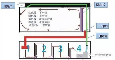 金龍魚側線孔觀察要點（如何安全地觀察金龍魚的側線孔） 水族問答 第2張