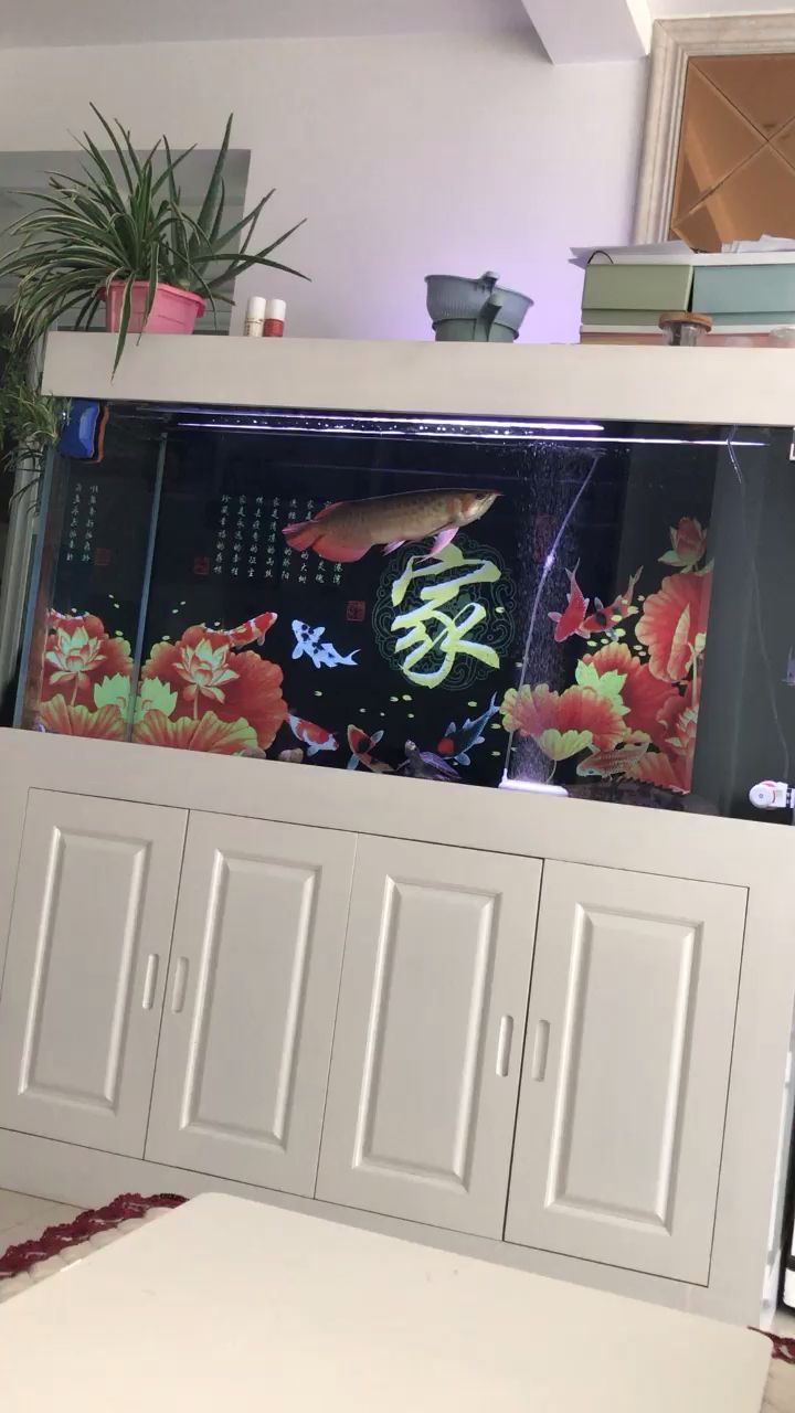 深圳觀賞魚市場請教各位大神