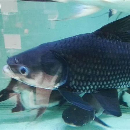 孝感水族館沈陽市和平區(qū)新強仁和水族魚館