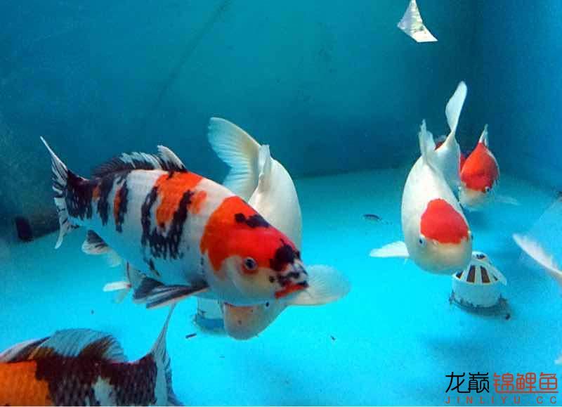 金華觀賞魚市場(chǎng)絕世之美 觀賞魚市場(chǎng)（混養(yǎng)魚） 第6張