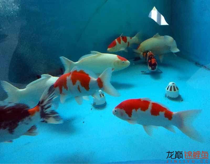 金華觀賞魚市場(chǎng)絕世之美 觀賞魚市場(chǎng)（混養(yǎng)魚） 第5張