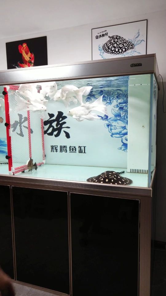 宜賓觀賞魚市場互動的開心 觀賞魚市場（混養(yǎng)魚） 第2張