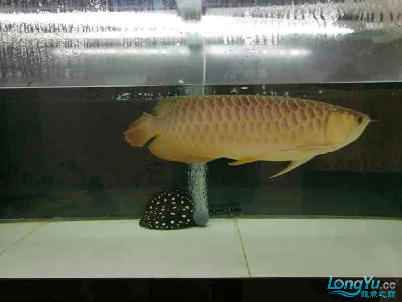 柳州水族館魟魚活動量