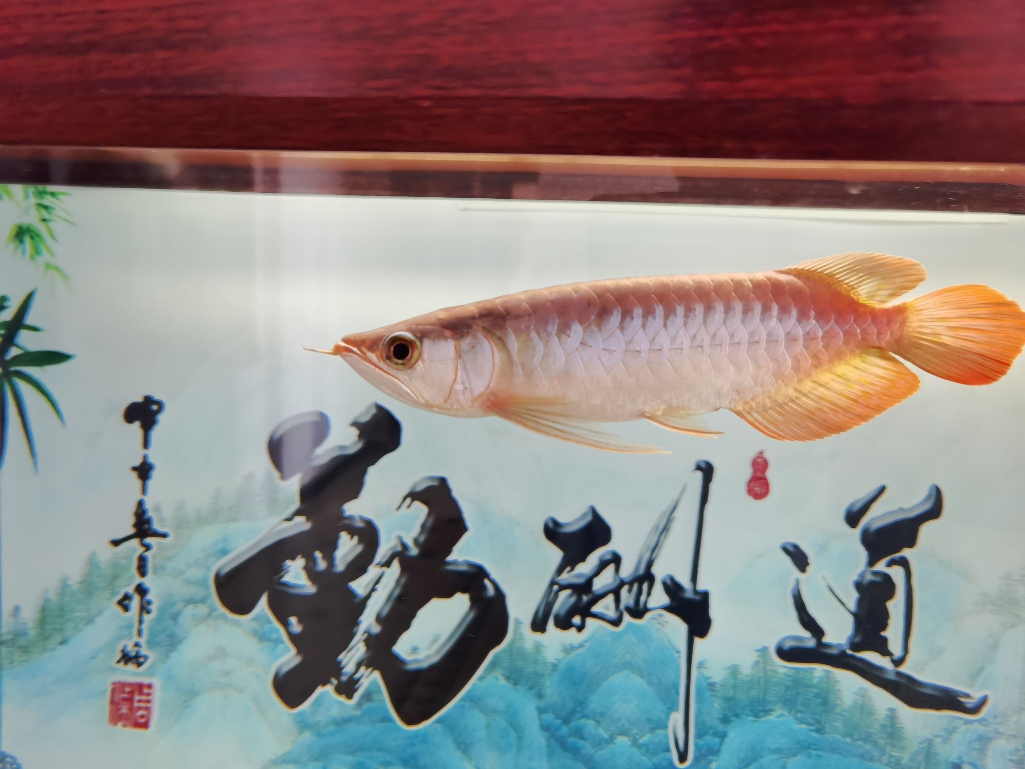 鶴壁觀賞魚市場(chǎng)血紅龍 觀賞魚市場(chǎng)（混養(yǎng)魚） 第6張