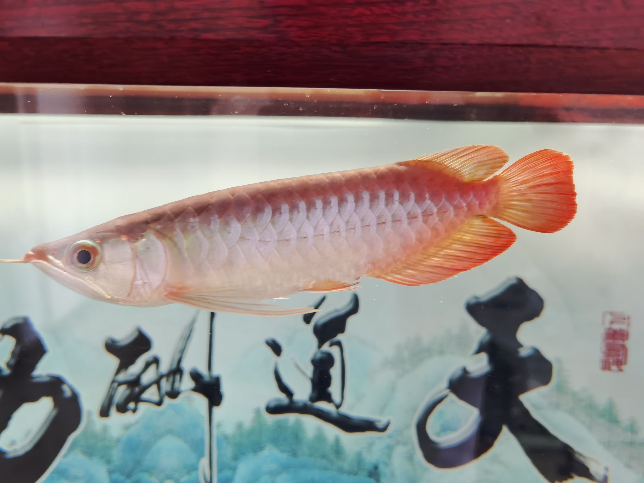 鶴壁觀賞魚市場(chǎng)血紅龍 觀賞魚市場(chǎng)（混養(yǎng)魚） 第8張